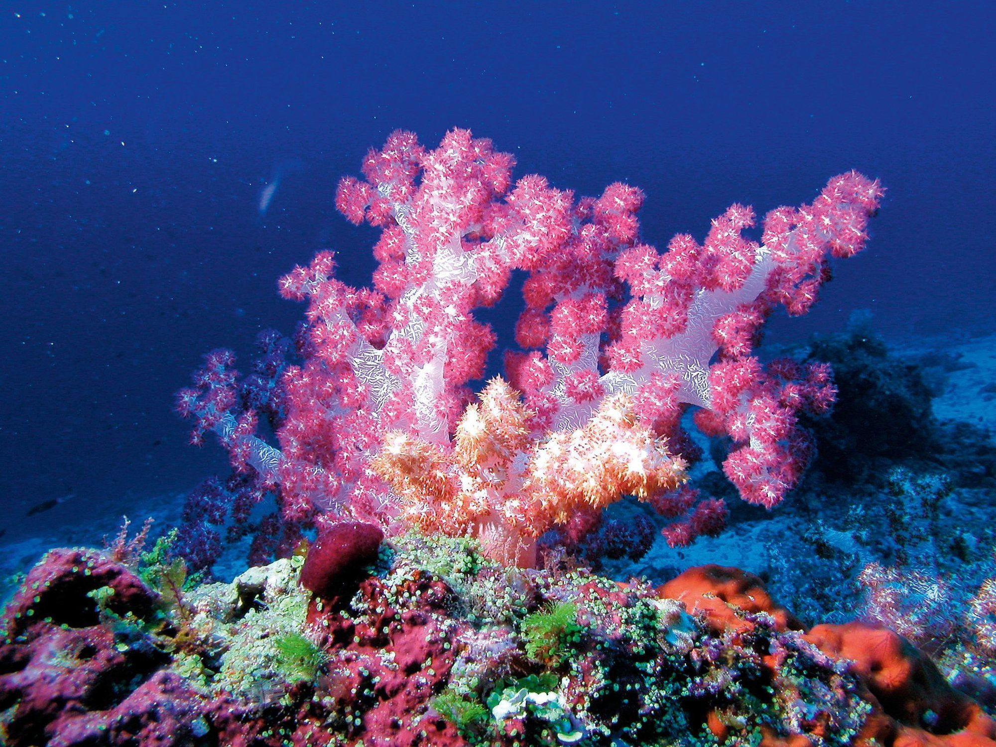 Красивые коралловые рифы. Риф Туббатаха Филиппины. Коралловые рифы Атоллы. Барьерный риф Мальдивы. Кораллы на Пхи Пхи.